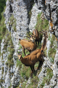 查莫瓦RupicapraRupicapra庄严地站在高山上的岩石上。 野生山地动物夏季野生动物图片。