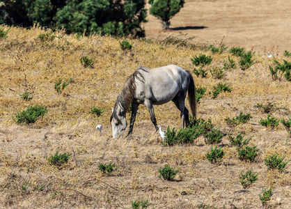 在辛特拉的夏天，一匹孤独的马在农田里放牧
