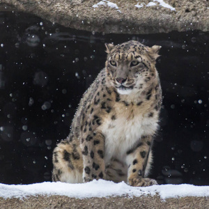 雪豹是生活在中亚山区的猫科动物中的一种大型食肉哺乳动物。 他的区别是瘦长的，一个灵活的身体，短腿，一个小头和一条长尾巴。