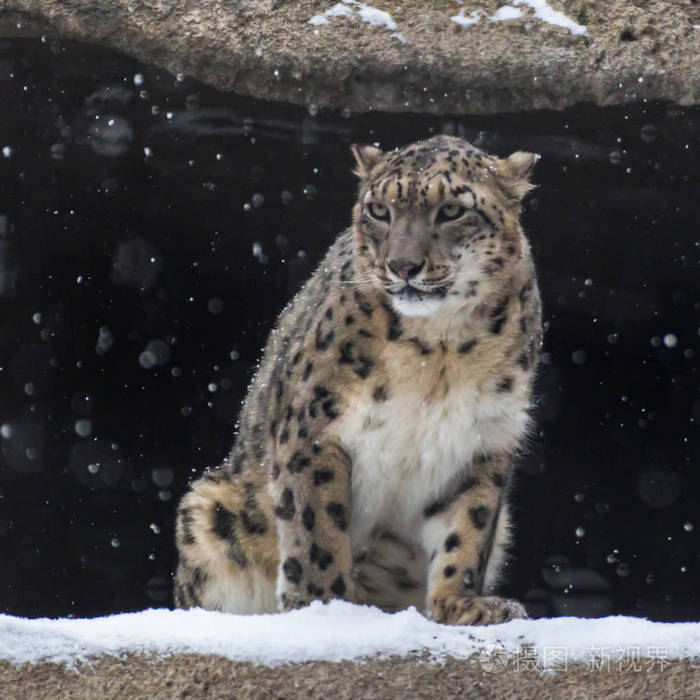雪豹是生活在中亚山区的猫科动物中的一种大型食肉哺乳动物.