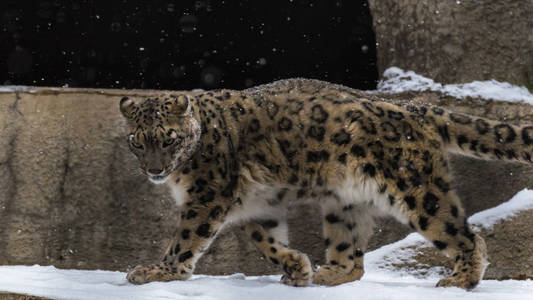 雪豹是生活在中亚山区的猫科动物中的一种大型食肉哺乳动物。 他的区别是瘦长的，一个灵活的身体，短腿，一个小头和一条长尾巴。