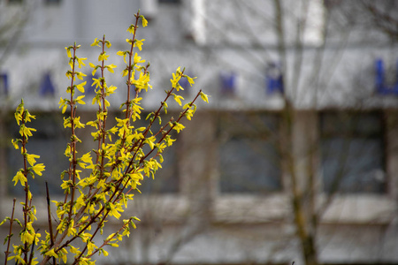 城市春天树枝上的黄花。 年轻的橙色叶子生长。 春天的绿色和春天的心情。 大自然活着