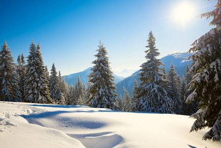 神奇的日出在冬天的山上下雪后，一棵巨大的松树覆盖着白雪，背景是蓝天冬季童话。 广角背光。