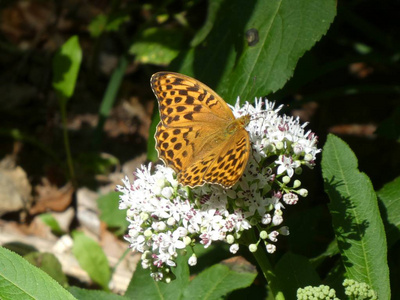 矮树丛白花上的一只棕色大蝴蝶图片