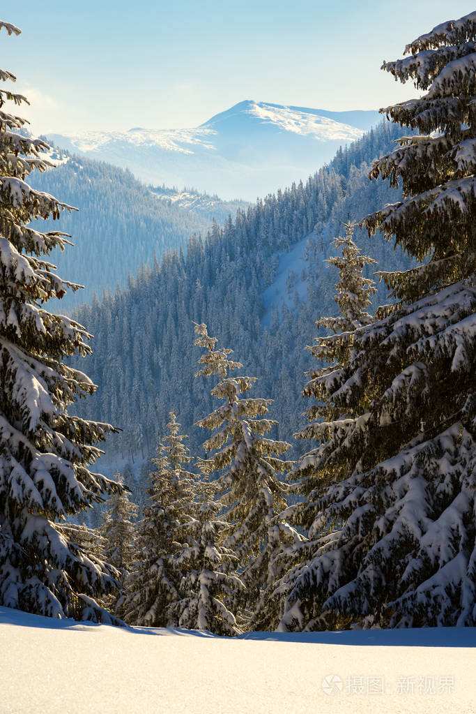 神奇的风景在冬天的山上下雪后一棵巨大的松树覆盖着雪背景是蓝色的