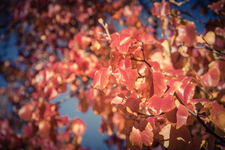 复古的色调关闭了五颜六色的布拉德福德梨愈伤组织梨叶在秋季。 美丽的秋叶红叶