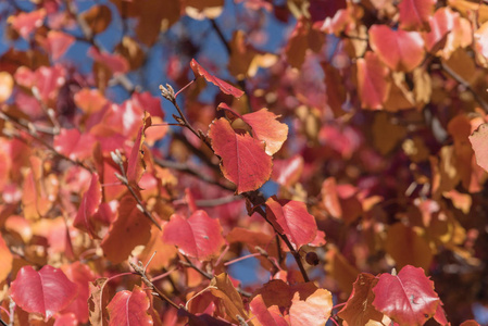 在秋天的季节关闭五颜六色的布拉德福德梨愈伤组织梨叶子。 美丽的秋叶红叶