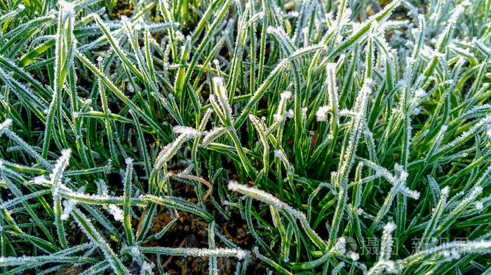 冻草和树叶特写胡尔霜植物