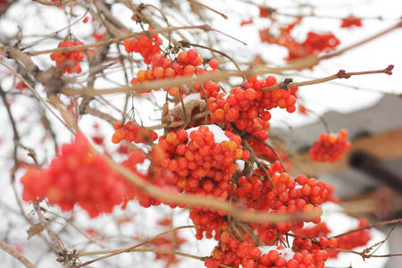 冬天在雪下冻结的振动。 雪中的振动。 第一场雪。 秋天和雪。 美丽的冬天。