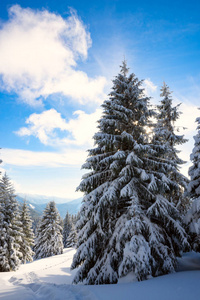 神奇的风景在冬天的山上下雪后，一棵巨大的松树覆盖着白雪，背景是蓝天冬季童话。 背光。