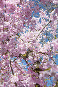 美丽的盛开樱花树在初春季节。 日本花园中的粉红色樱花日本花，绿草如茵。