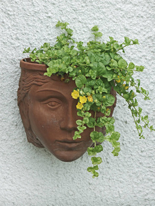 兵马俑容器中的一个面用作植物展示