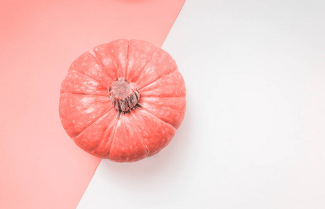 秋季收获。成熟橙色南瓜在白色背景。秋天, 万圣节和感恩节的概念。有风格的股票平板。色调2019年生活珊瑚