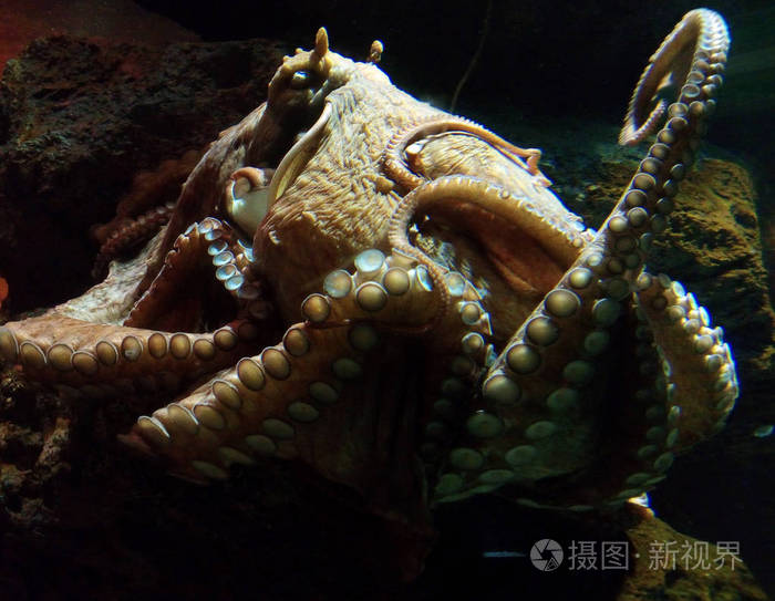 优雅的游泳章鱼在柔和的光线下有长长的卷须在水下美丽优美的水下章鱼