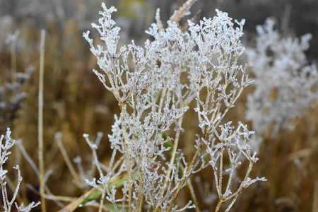 艾草条图片大全