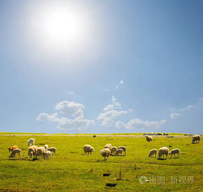 在阳光明媚的日子里羊群在绿色的牧场上放牧