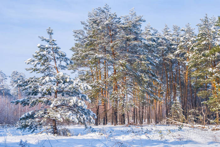白雪皑皑的冬景中的松林照片-正版商用图片15hpxi-摄图新视界