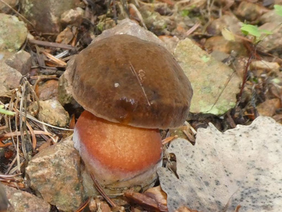 猩红的波莱特蘑菇在秋天的森林里呈棕红色