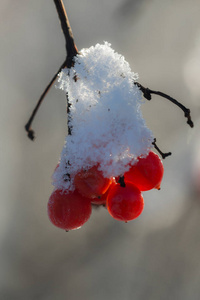 第一场雪下的红色浆果