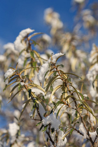 雪下带绿叶的沙棘枝