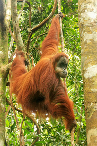 雌性苏门答腊猩猩PongoAbelii挂在印尼苏门答腊国家公园的树上。 苏门答腊猩猩是苏门答腊岛北部特有的，濒临灭绝。