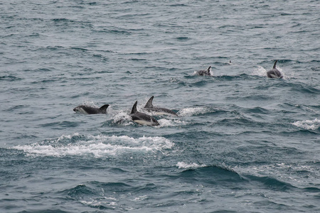 杜斯基海豚在新西兰凯古拉海岸游泳。 凯古拉是一个很受欢迎的旅游目的地，与海豚一起观看和游泳。