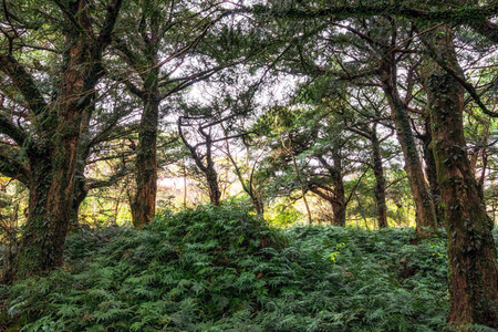 济州岛的Bijarim森林在冬天拍摄。 比贾里姆森林是济州岛上著名的自然地标，有2800棵豆蔻树，树龄在500年至800年之间。