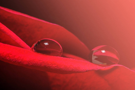 花瓣上的水滴紧贴着宏观纹理背景,呈现出2019年珊瑚的自然颜色照片