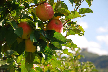意大利南部蒂罗尔州一棵苹果树上的一串红色的苹果。 南蒂罗尔省是一个大苹果生产国
