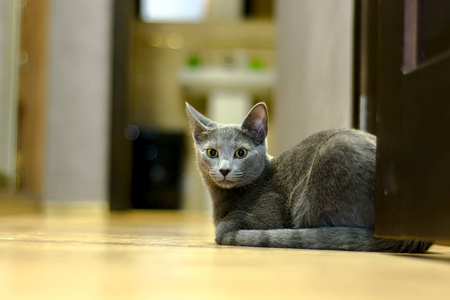 俄罗斯蓝种的猫躺在地板上