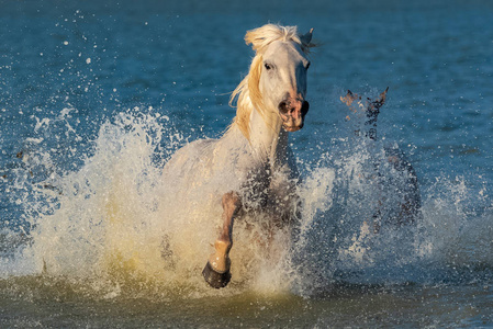 马在水中奔跑，美丽的纯种马在卡马尔格