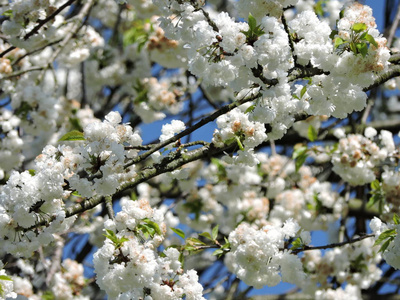 春天在德国城市公园开花的树。在卡尔斯鲁厄拍摄。