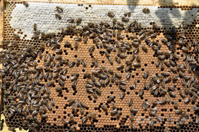 蜜蜂蜂窝框架，昆虫封闭育雏和蜂蜜