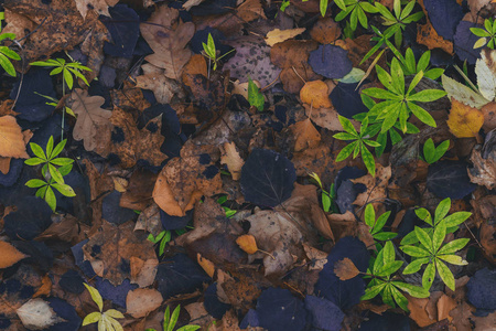 地上干枯的落叶..秋天的墙纸。