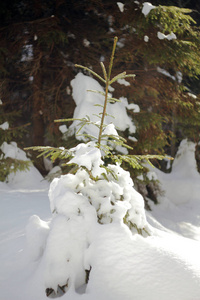 覆盖着雪堆的小圣诞树乌克兰
