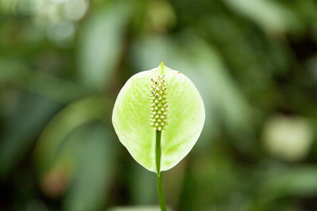 与 bokeh 的 spathiphyllum 特写镜头