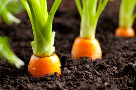 胡萝卜蔬菜生长在园林中的土壤有机背景特写。