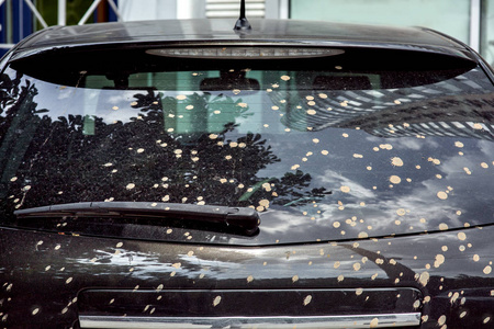 一辆黑色汽车的后窗溅满了脏车的污垢特写。