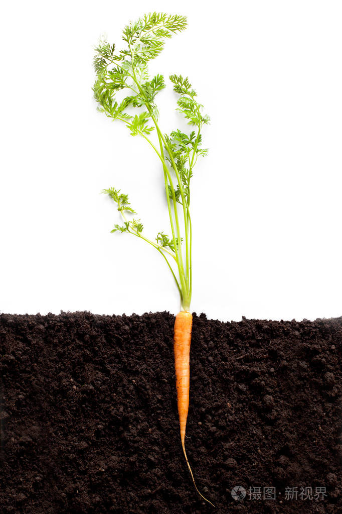 胡萝卜蔬菜生长在园林中的土壤有机背景特写.照片-正版商用图片15i34c