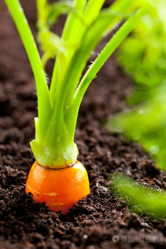 胡萝卜蔬菜生长在园林中的土壤有机背景特写.照片-正版商用图片15i34m