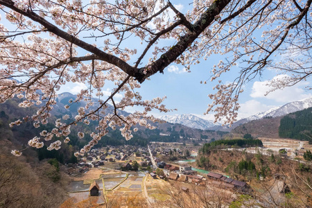 日本樱花盛开季节，与著名的传统加索祖库里农舍合二为一的传统村落白川戈村的鸟瞰图