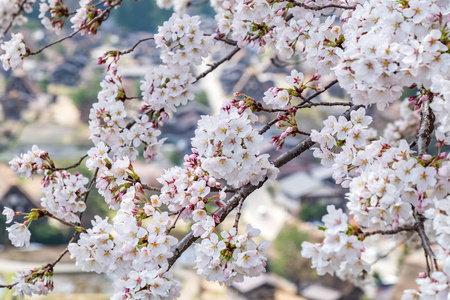 樱花盛开季节的近景日本