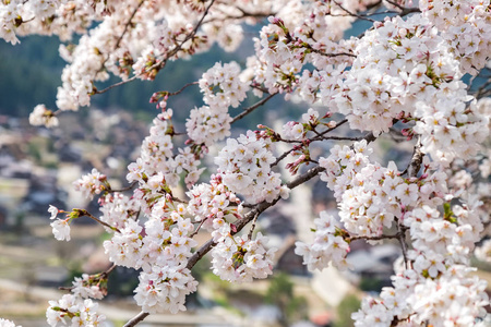 樱花盛开季节的近景日本