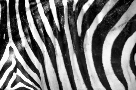 斑马的黑白条纹纹理和图案