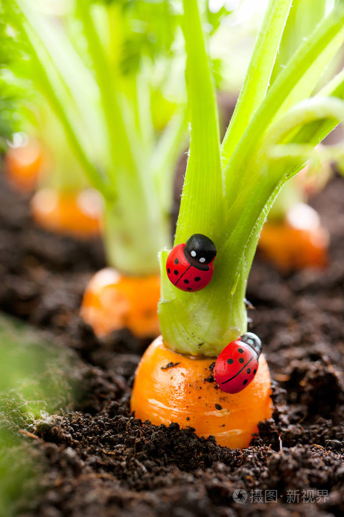 胡萝卜蔬菜在土壤有机背景下生长