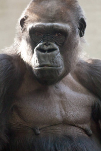大猩猩的美丽肖像。 黑色背景的雄性大猩猩