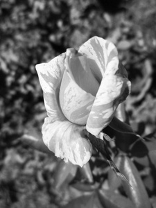 黑白花叶自然背景图片