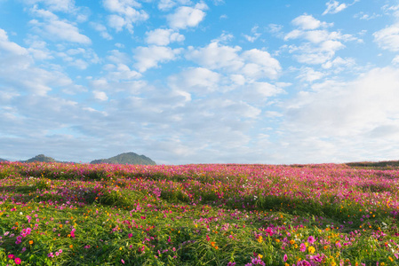 花园里的宇宙花