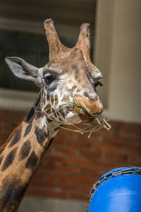 长颈鹿在动物园吃
