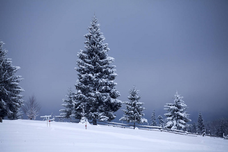 圣诞节和新年背景，山上有冬天的树，覆盖着新鲜的雪魔法节日背景